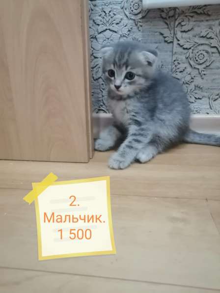 Котята в Новосибирске фото 5