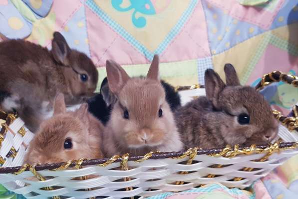 Карликовые кролики, крольчата в фото 4