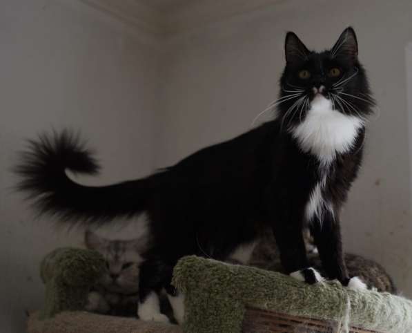 Черно-белая красавица кошка Стэффи в добрые руки в Москве фото 5