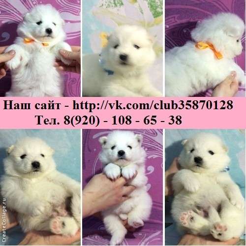 Щеночки самоедской лайки. ми-ми мишки в Тамбове