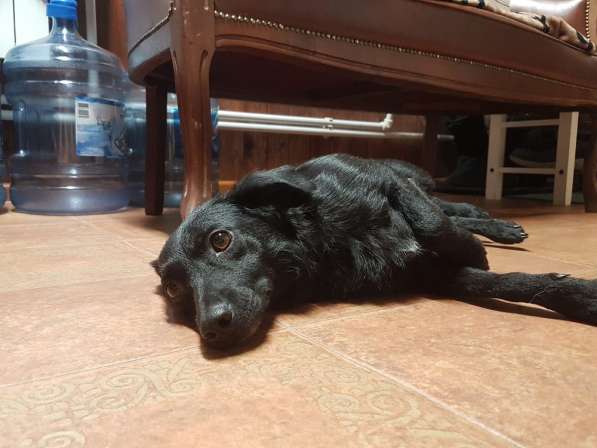 Маленькая собачка Боня ищет семью! в Москве фото 13