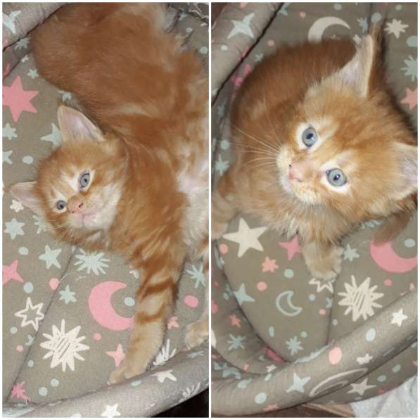 Котята Мейн-кун метисы в Наро-Фоминске фото 29