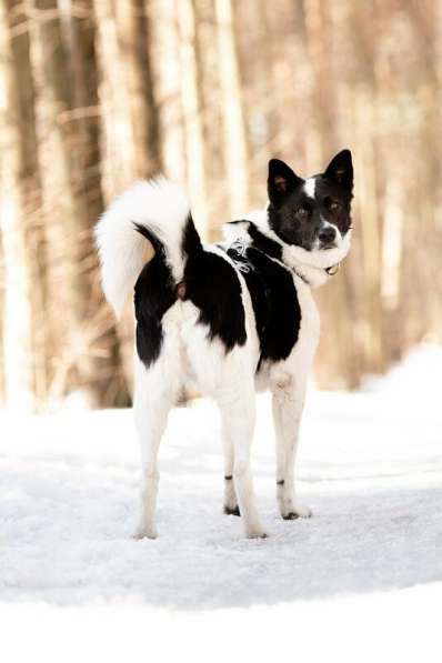 Красивый пёс Рэнди в добрые руки! в Москве фото 19