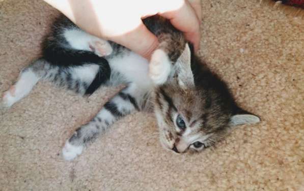 Элитная Бенгальские Снежный барс котятки в Санкт-Петербурге фото 67