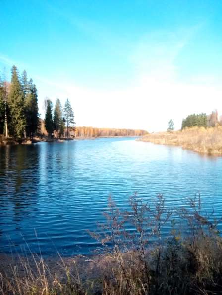 Обработанный (бытовка, электричество, сад) участок в СНТ в Волоколамске фото 8