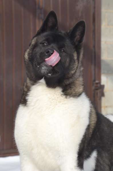 Акита в Ростове-на-Дону фото 11