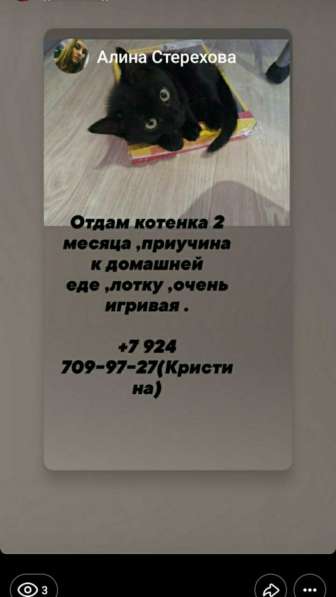 Отдам кошку в добрые руки