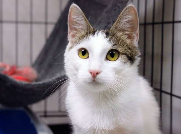 Кошечка Гайка: с правом на надежду