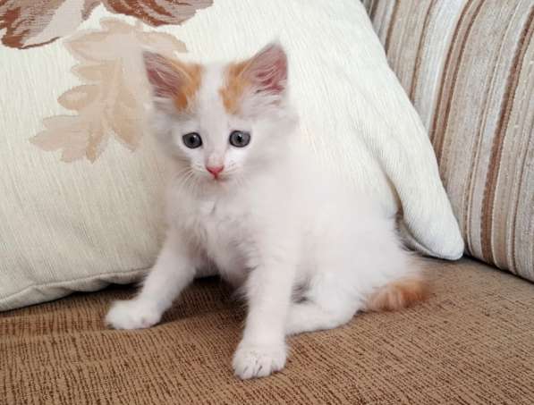 Котенок-пуховичок в добрые руки, 2,5 мес в Москве фото 11