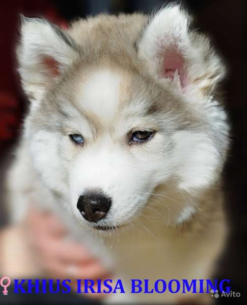 Щенки хаски в Санкт-Петербурге фото 14