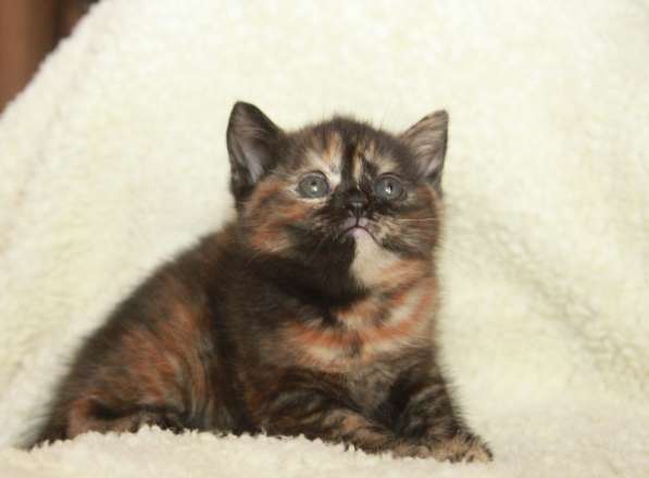 Скотиш страйт черапаховая в Москве фото 5