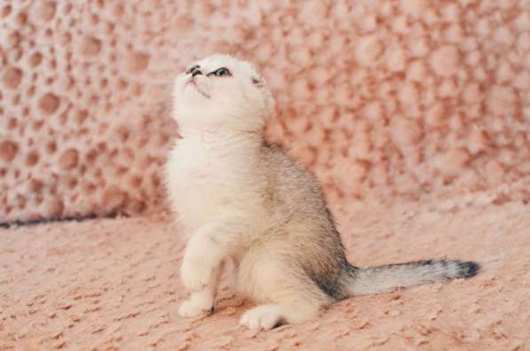 Belgeler ile yavru kedi satışı