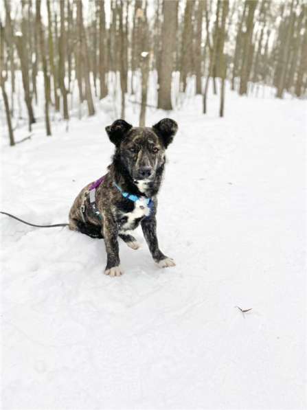 Некрупный красивый мальчик Харви в добрые руки в Москве фото 15