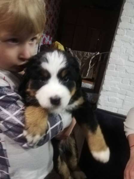 Bernese Mountain Dog в фото 6