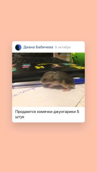 Джунгарские хомяки в Санкт-Петербурге фото 4