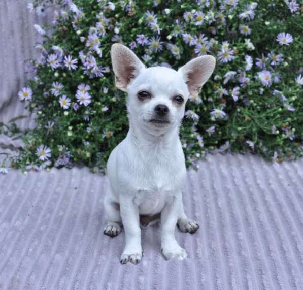 Чихуахуа в фото 4