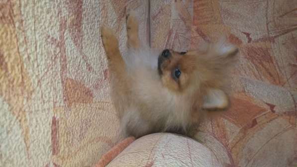 Щенок померанского шпица- микро - медвежонок в фото 15