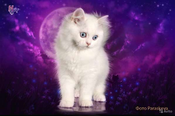 Котенок - счастье в дом в Санкт-Петербурге фото 7