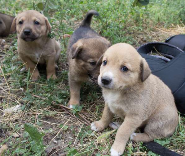 Чистые, Здоровые и Адекватные Собаки от Фонда ЗЖ в фото 5