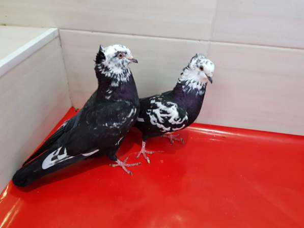 Продам голубей порода Ростовские Статные