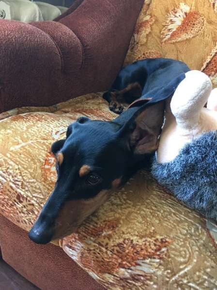 Щенок кроличьей таксы 8-и месяцев. Девочка в Санкт-Петербурге фото 5