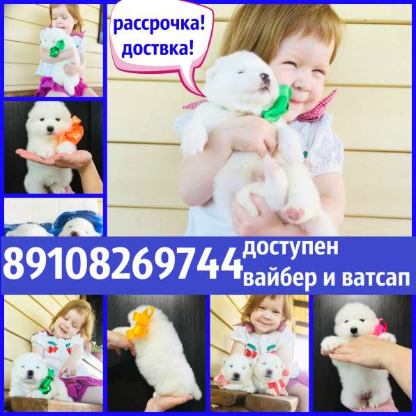 Щеночки самоедской лайки Ми-ми Мишки !!! в Иванове