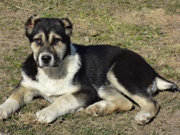 Продаются щенки САО(алабаи),от отарников Таджикистана в Владимире фото 11