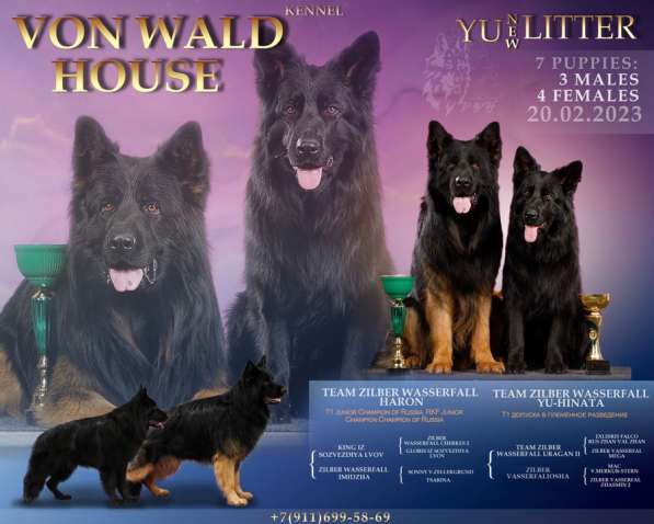 Щенки немецкой овчарки в Москве фото 7
