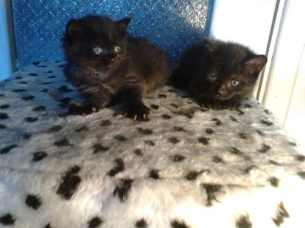 Подарю милых черных котят в Красноярске фото 3