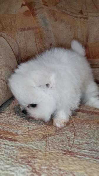 Абсолютно белые щенки померанского шпица - из питомника в фото 5