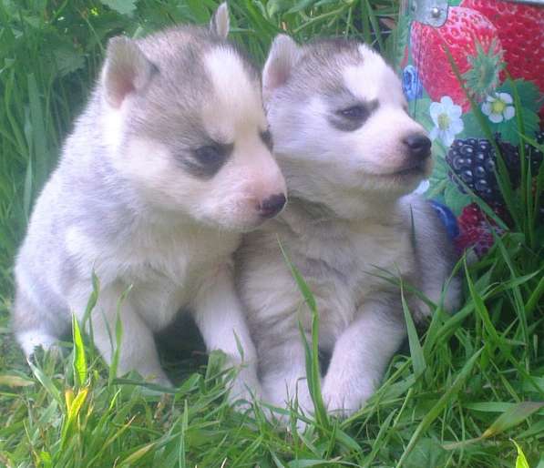 Сибирские хаски щенки в Екатеринбурге фото 5