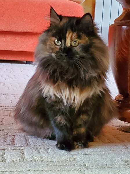 Кошечка в дар