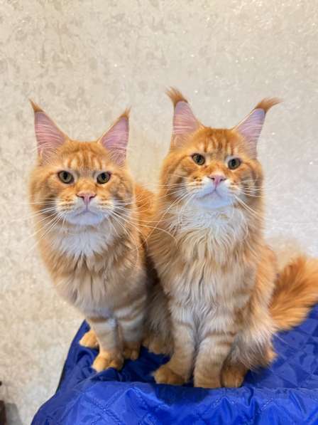 Large Maine Coons в Москве фото 6