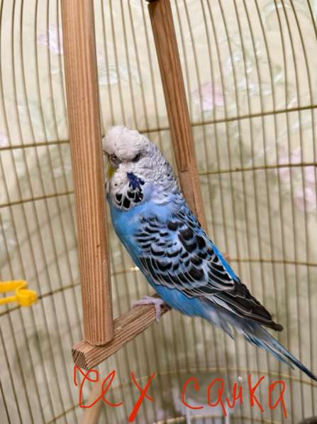 Волнистые попугаи в Калининграде фото 11