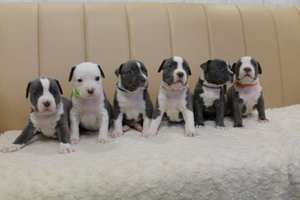Высококачественные щенки Амстаффа в фото 7