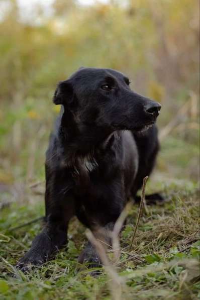 Чудесный Лорд ищет свою семью в Москве фото 5