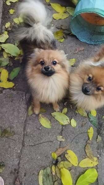 Подросший щенок в фото 3