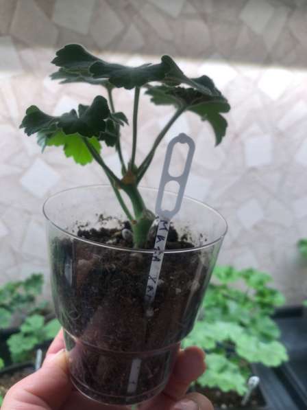 Сортовые пеларгонии в Брянске фото 4