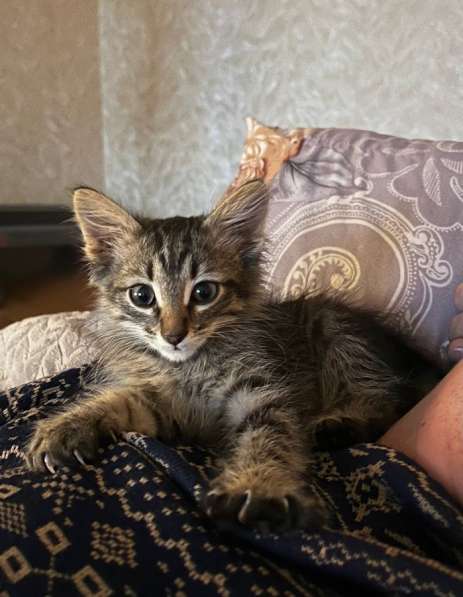 Котенок в Чебоксарах