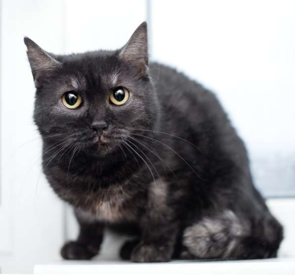 Черная кошка Тесея в добрые руки в Москве