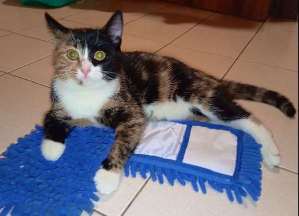 Трехцветный котенок Умка в добрые руки в Москве фото 9