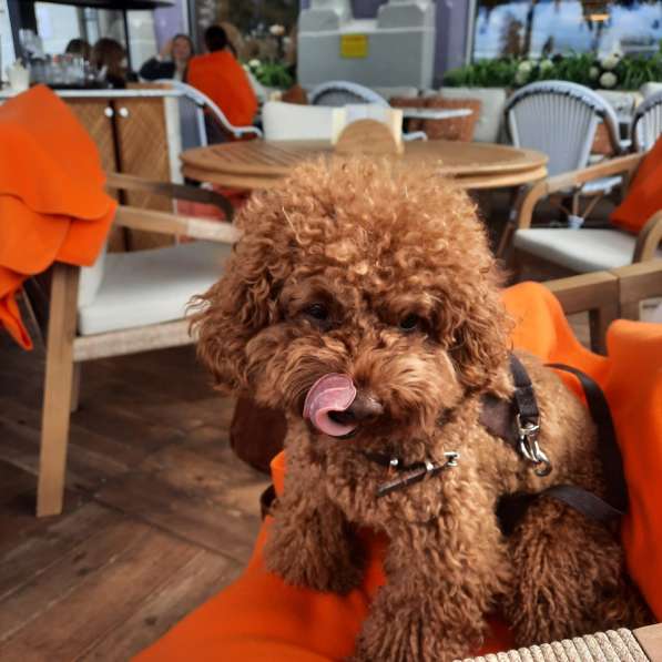 Той-пудель щенки в Анапе