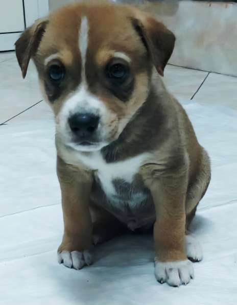 Отдам в добрые руки щенок в Москве фото 4