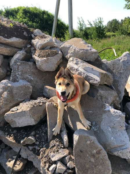 Щенок в добрые руки в Санкт-Петербурге фото 3