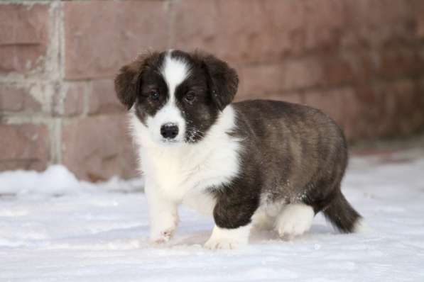 Вельш корги кардиган в Москве фото 5