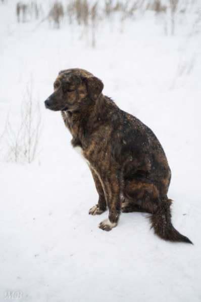 Отдам даром молодая собака Тигра в Челябинске фото 4