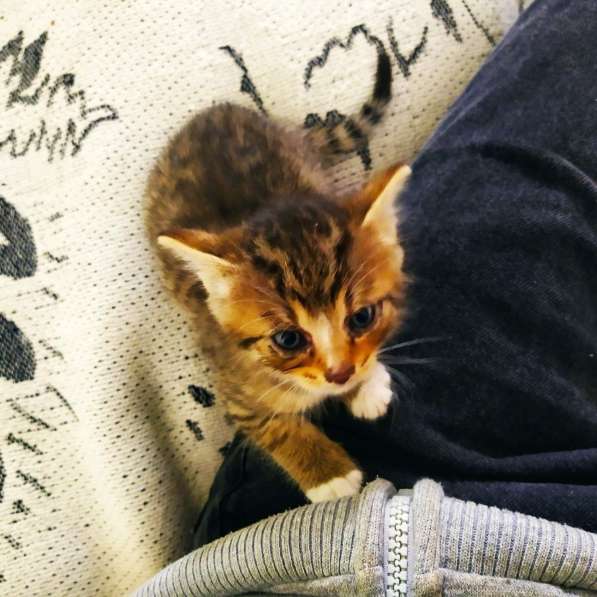 Здравствуйте. Срочно!!! Котята даром