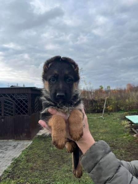 Немецкая овчарка, щенок в Липецке фото 7