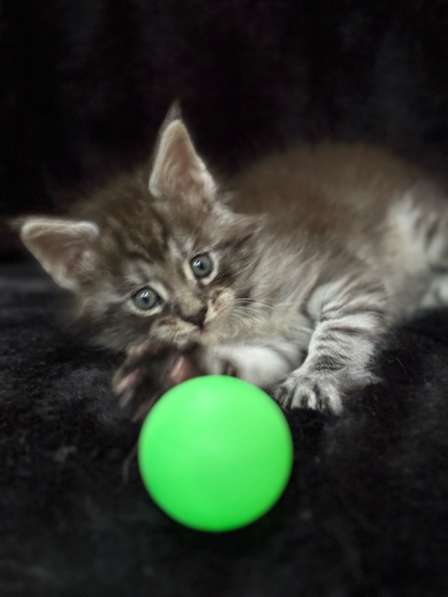 Котята мейн Кун в Калуге фото 3