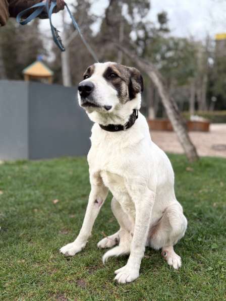 Невероятная собака Азик в самые добрые руки в Москве фото 4